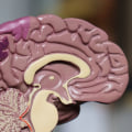 What Addiction Does to the Brain: A Comprehensive Guide